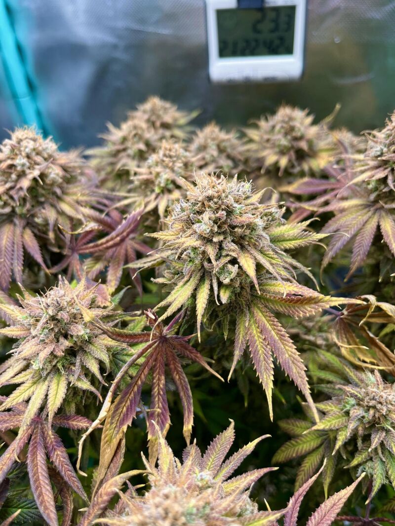 Lemon Mandarin, Фасовка: 10, изображение 4